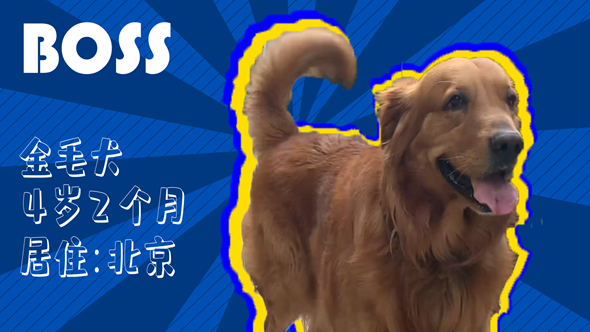 有效拴绳&科学遛狗——如何文明养犬？“捡屎官”们快看过来！