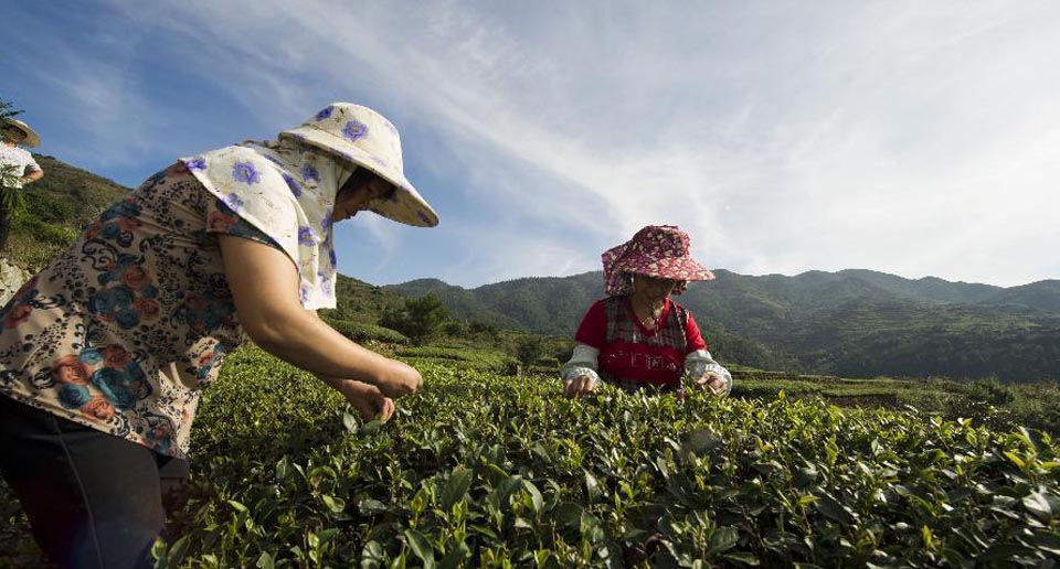 福建泉州：伴“海丝”茶香海外